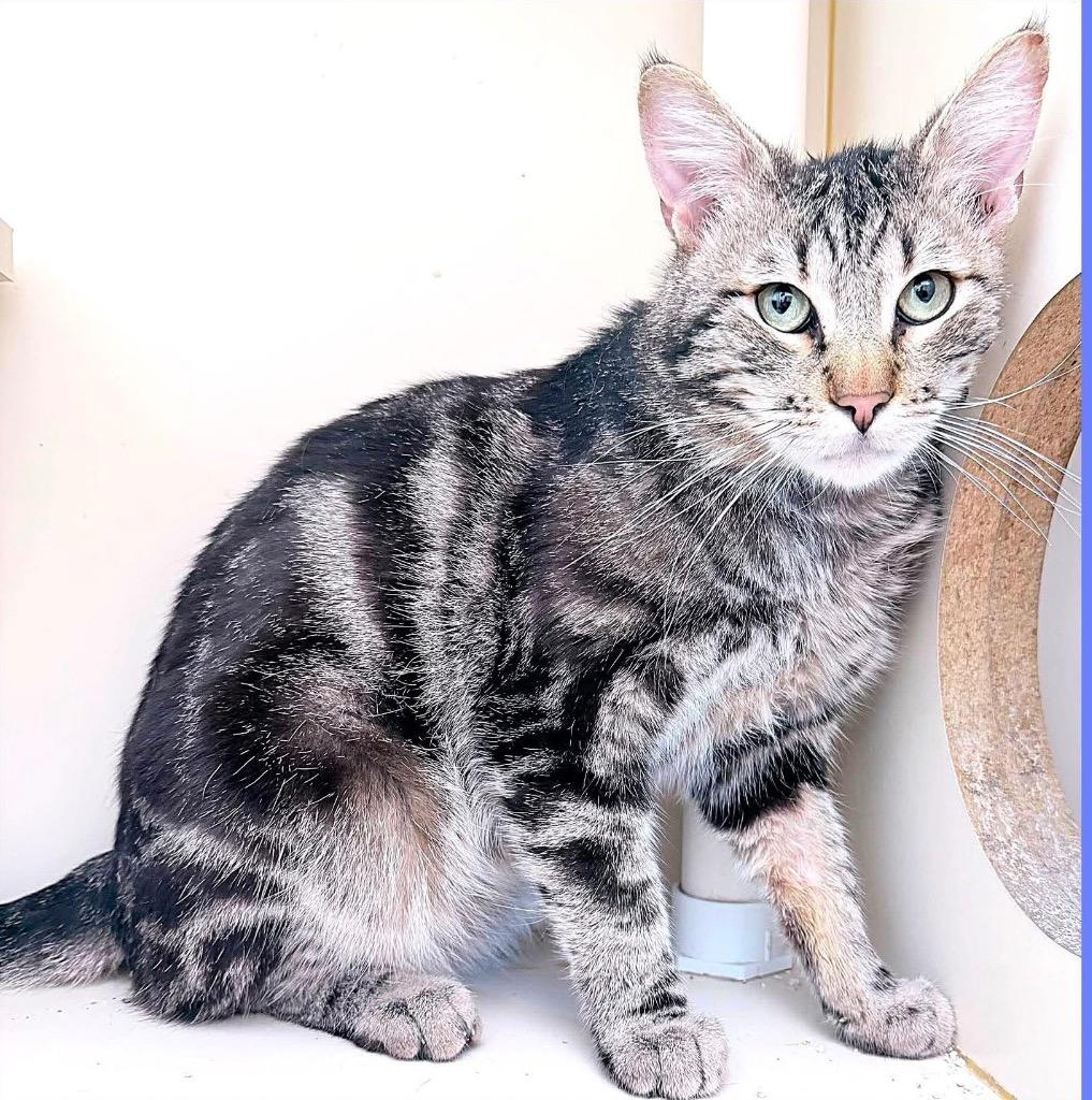 Enlarge Clove, a Adoptable mixed breed in Cambria, CA image 5/5