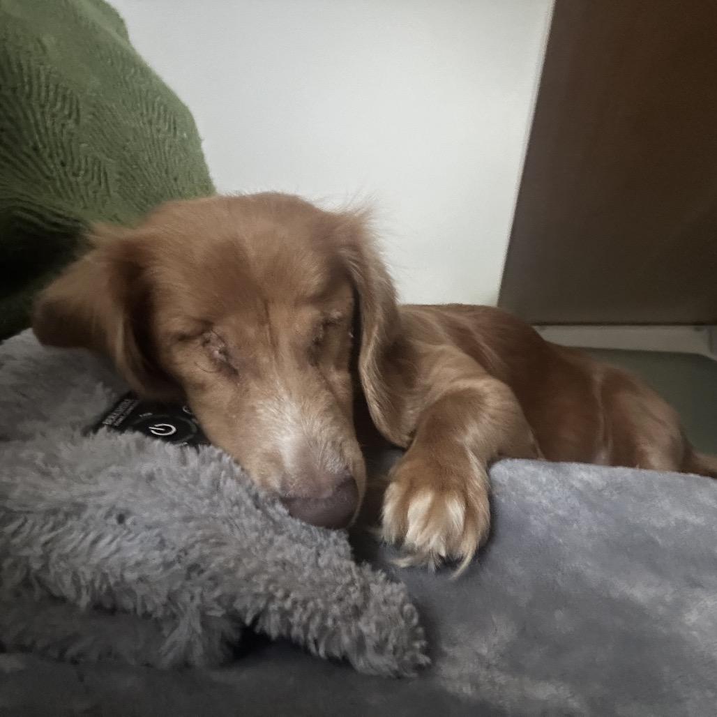 Enlarge Petey Wheatie, a Adoptable mixed breed in Buffalo, MN image 1/5