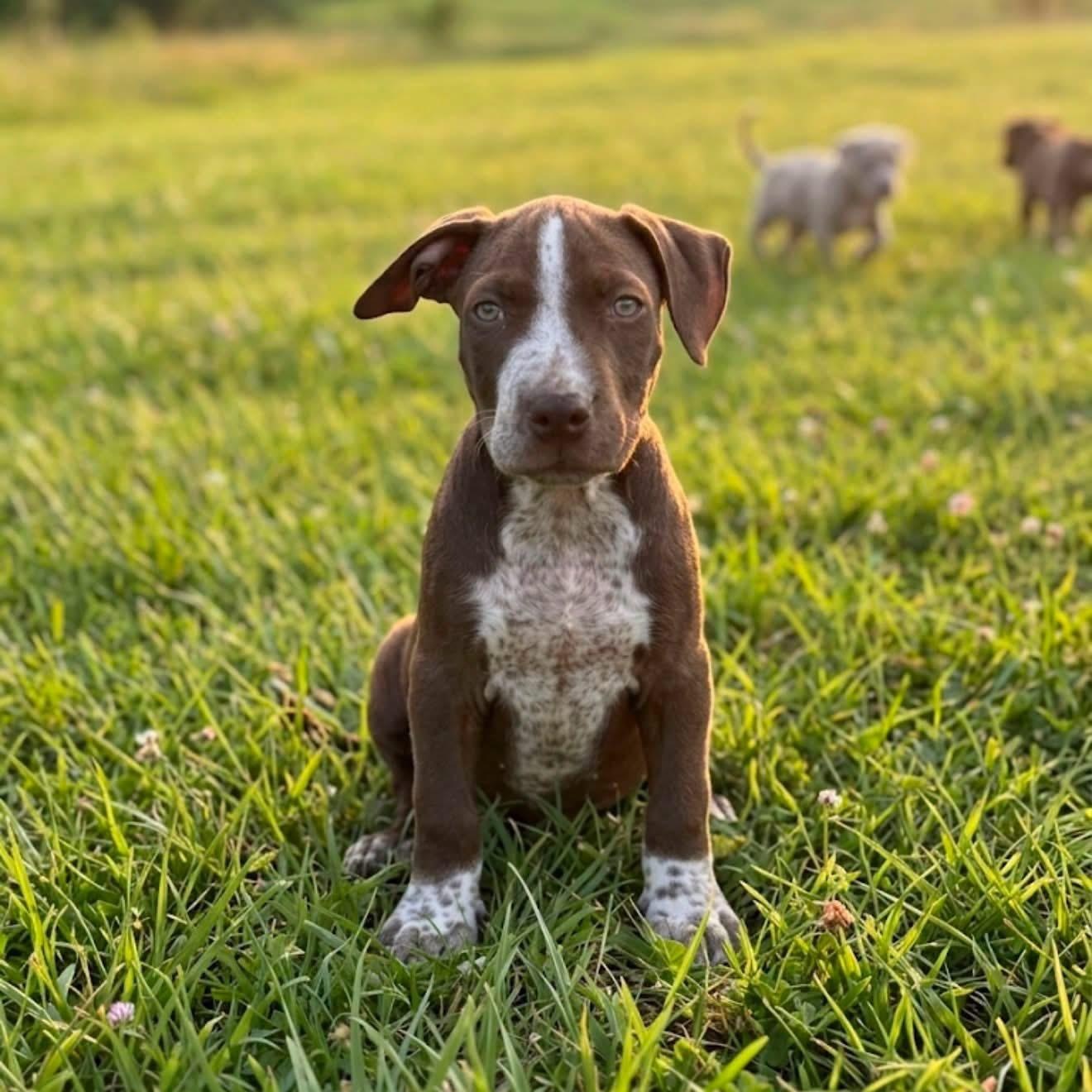 Benny, Adoptable, Puppy Male Pit Bull Terrier & German Shorthaired Pointer.