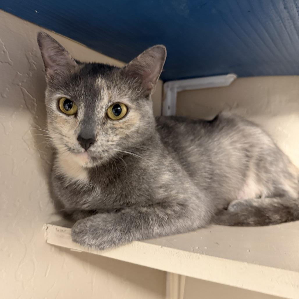 Paintress, a Adoptable Domestic Short Hair in Tempe, AZ image 2/6