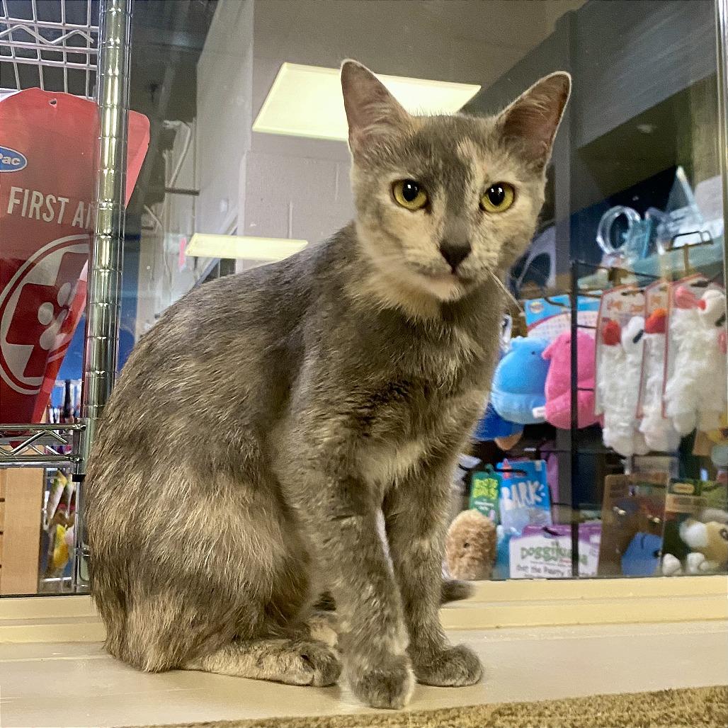 Paintress, a Adoptable Domestic Short Hair in Tempe, AZ image 3/6