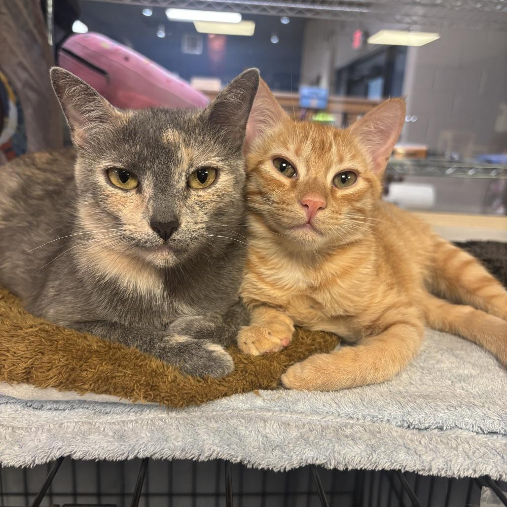 Paintress, a Adoptable Domestic Short Hair in Tempe, AZ image 4/6