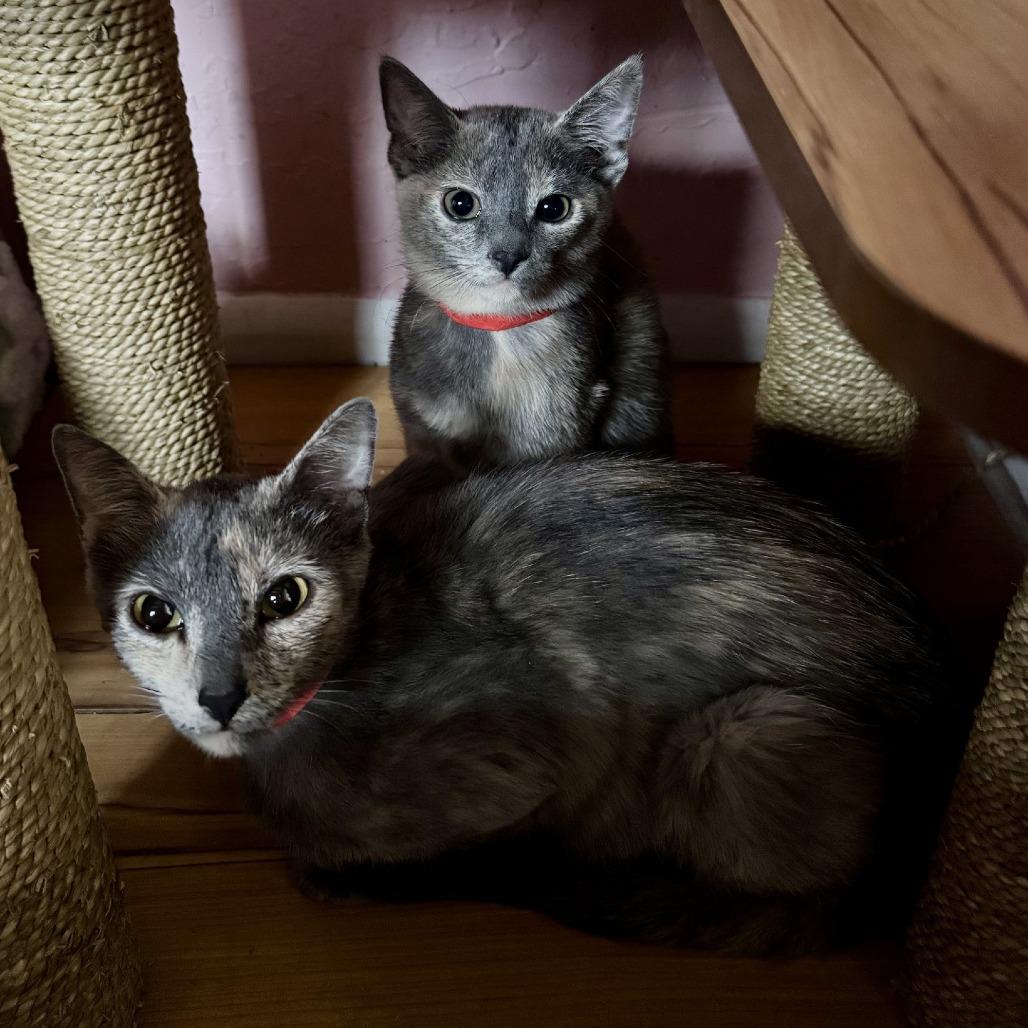 Paintress, a Adoptable Domestic Short Hair in Tempe, AZ image 5/6