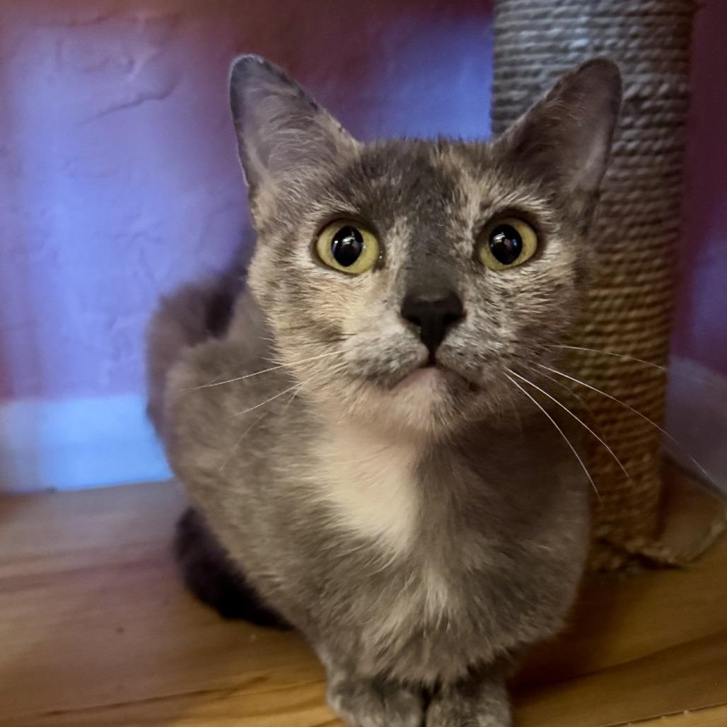 Paintress, a Adoptable Domestic Short Hair in Tempe, AZ image 6/6