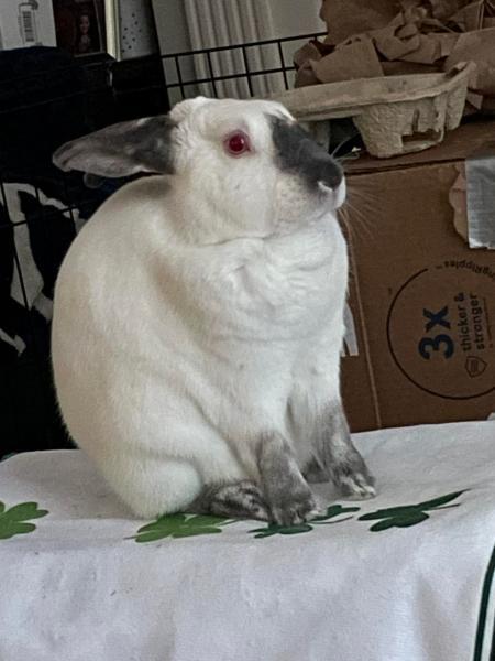 Enlarge Jax, a Adoptable mixed breed in Kalamazoo, MI image 1/5