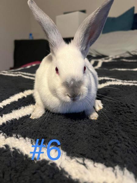 Enlarge Jax, a Adoptable mixed breed in Kalamazoo, MI image 2/5