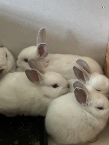 Jax, Adoptable, Adult Male Himalayan & Californian.