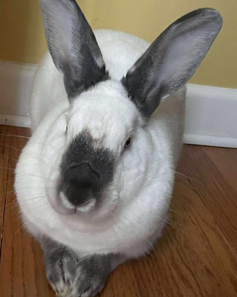 Enlarge Jax, a Adoptable mixed breed in Kalamazoo, MI image 4/5