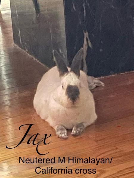 Enlarge Jax, a Adoptable mixed breed in Kalamazoo, MI image 5/5