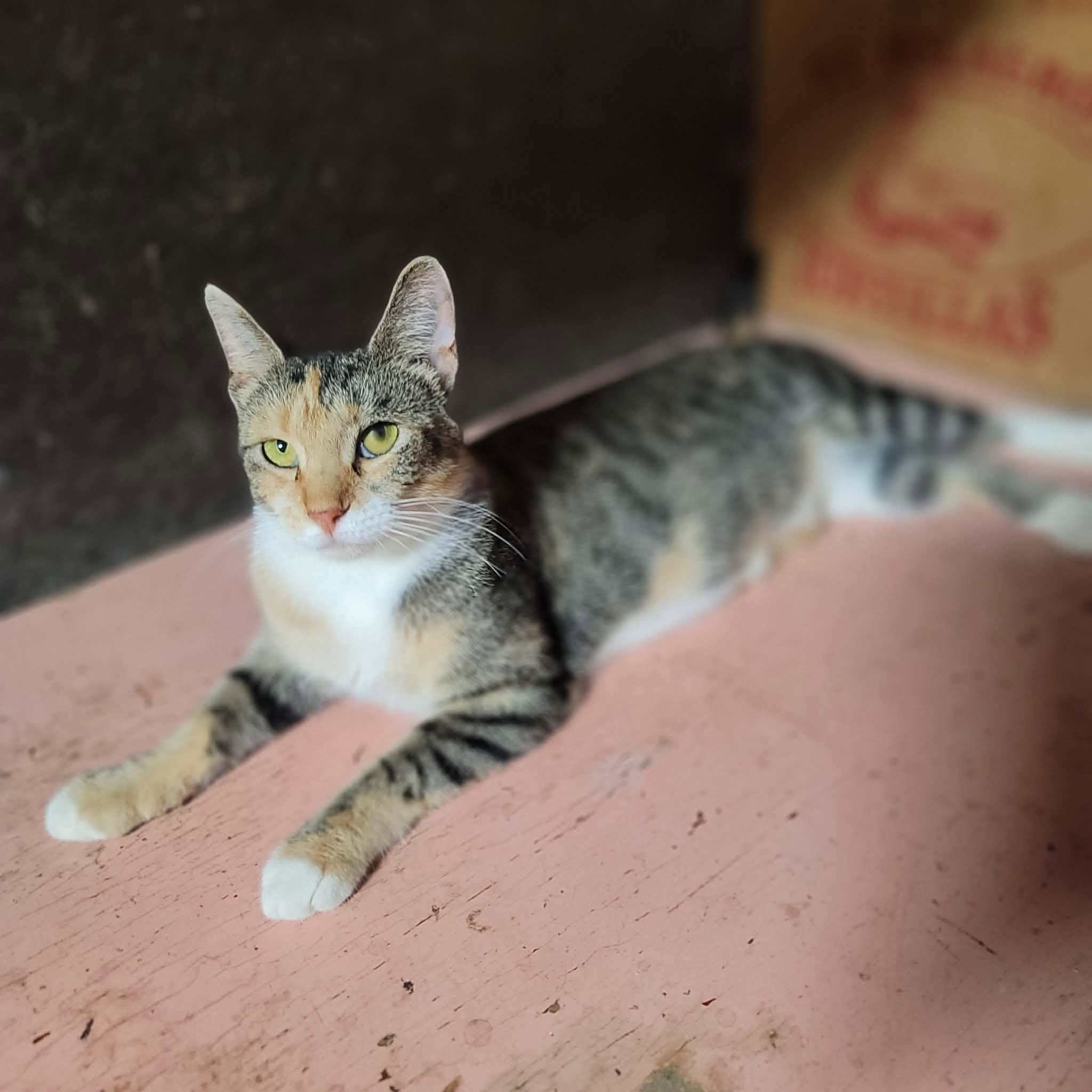 Enlarge Sunshine, a Adoptable Domestic Short Hair in Dakota, IL image 3/3