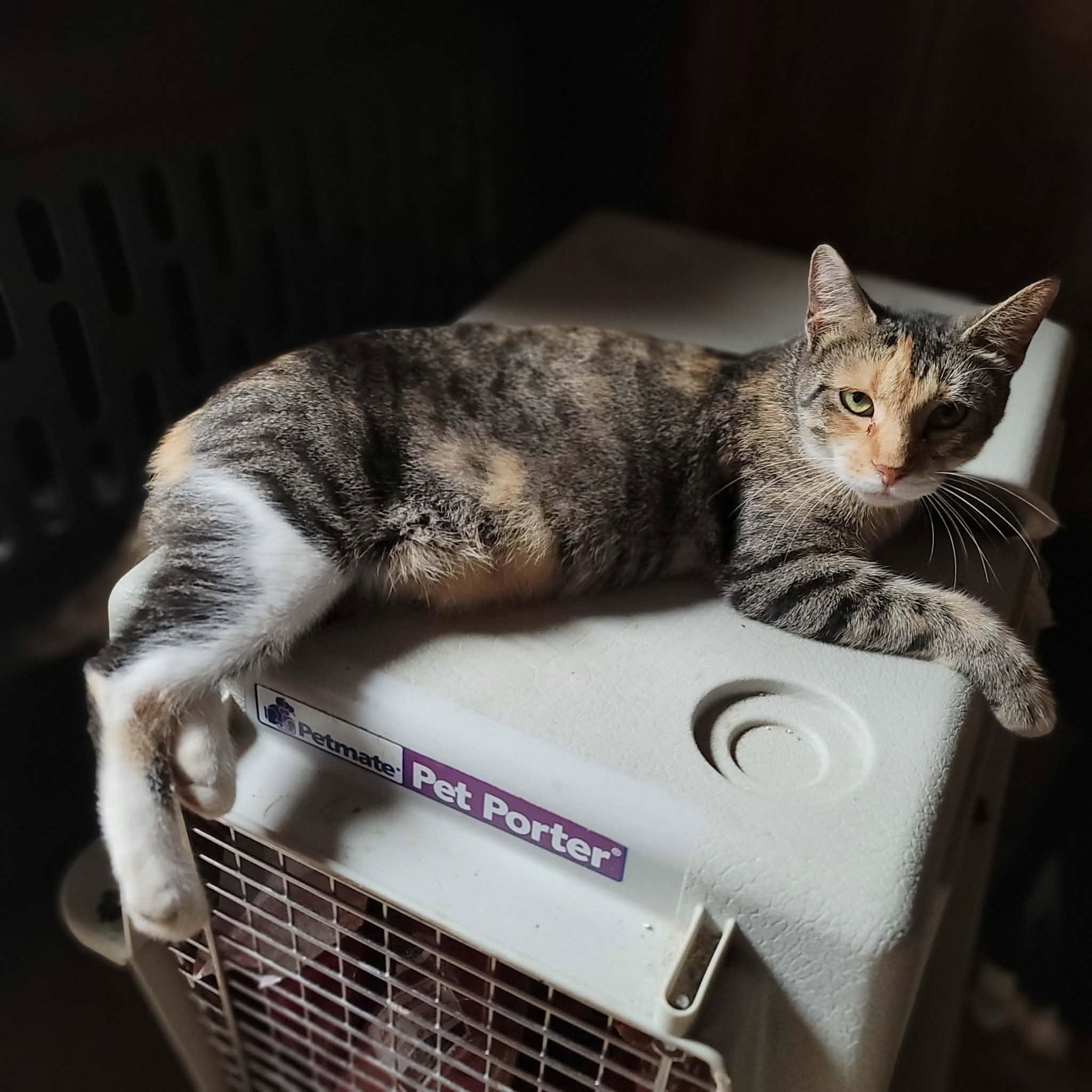 Enlarge Sunshine, a Adoptable Domestic Short Hair in Dakota, IL image 2/3