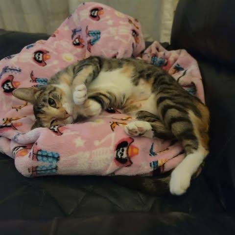 Sunshine, Adoptable, Adult Female Domestic Short Hair.