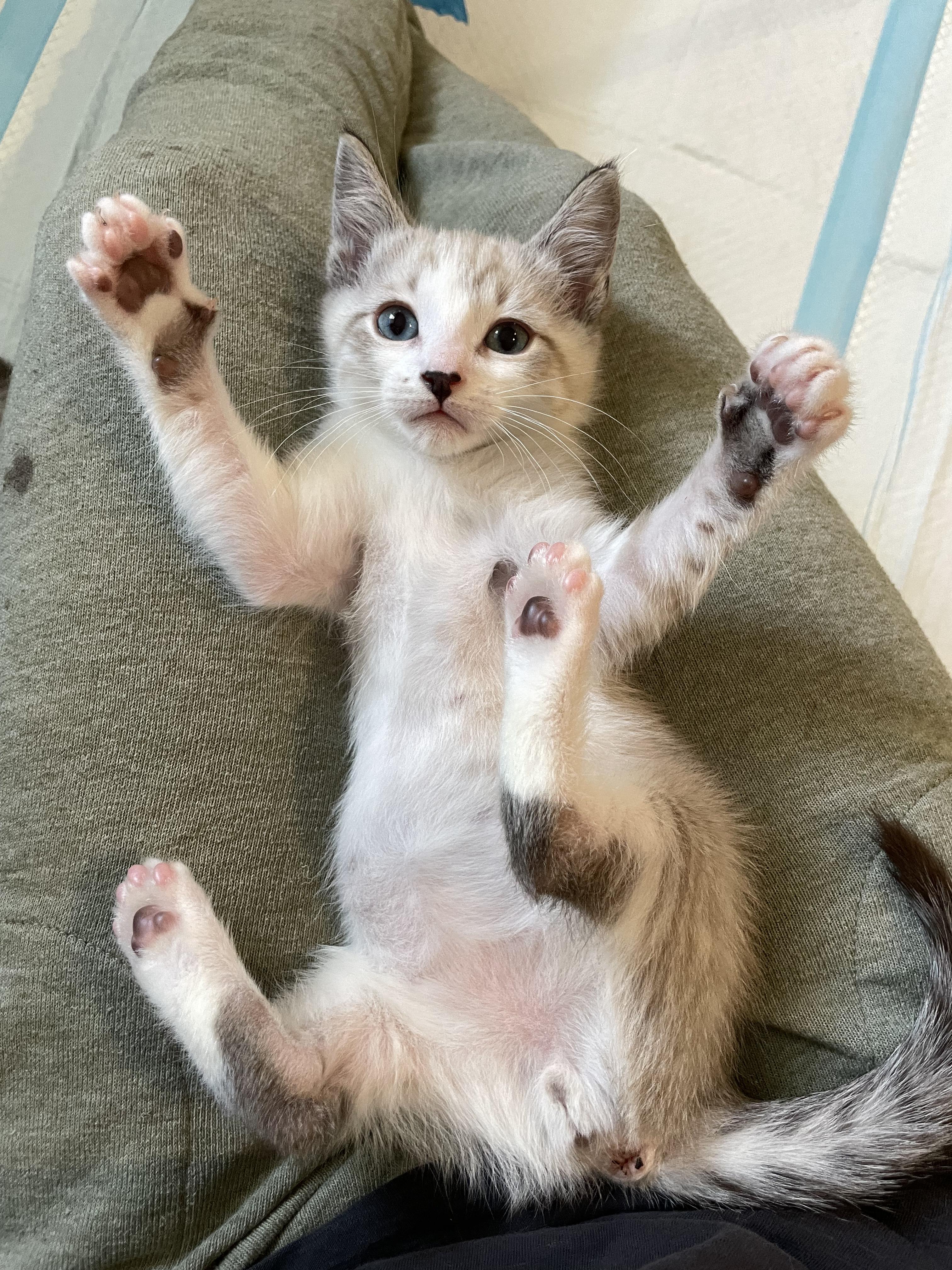 Enlarge Harris  (Bonded with his Siamese brother, Hamish. Paired for adoption), a Adopted mixed breed in Studio City, CA image 3/6