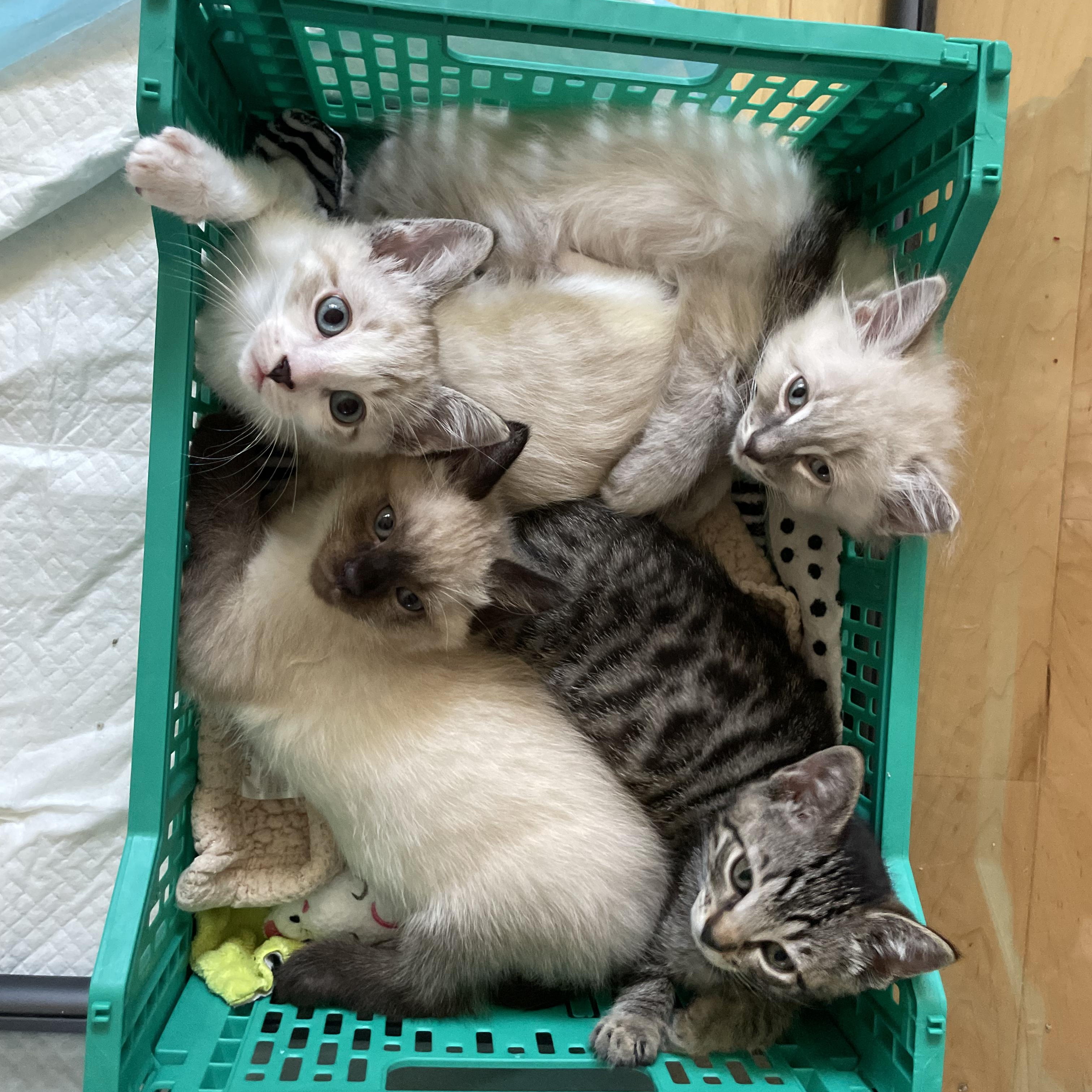 Enlarge Harris  (Bonded with his Siamese brother, Hamish. Paired for adoption), a Adopted mixed breed in Studio City, CA image 4/6