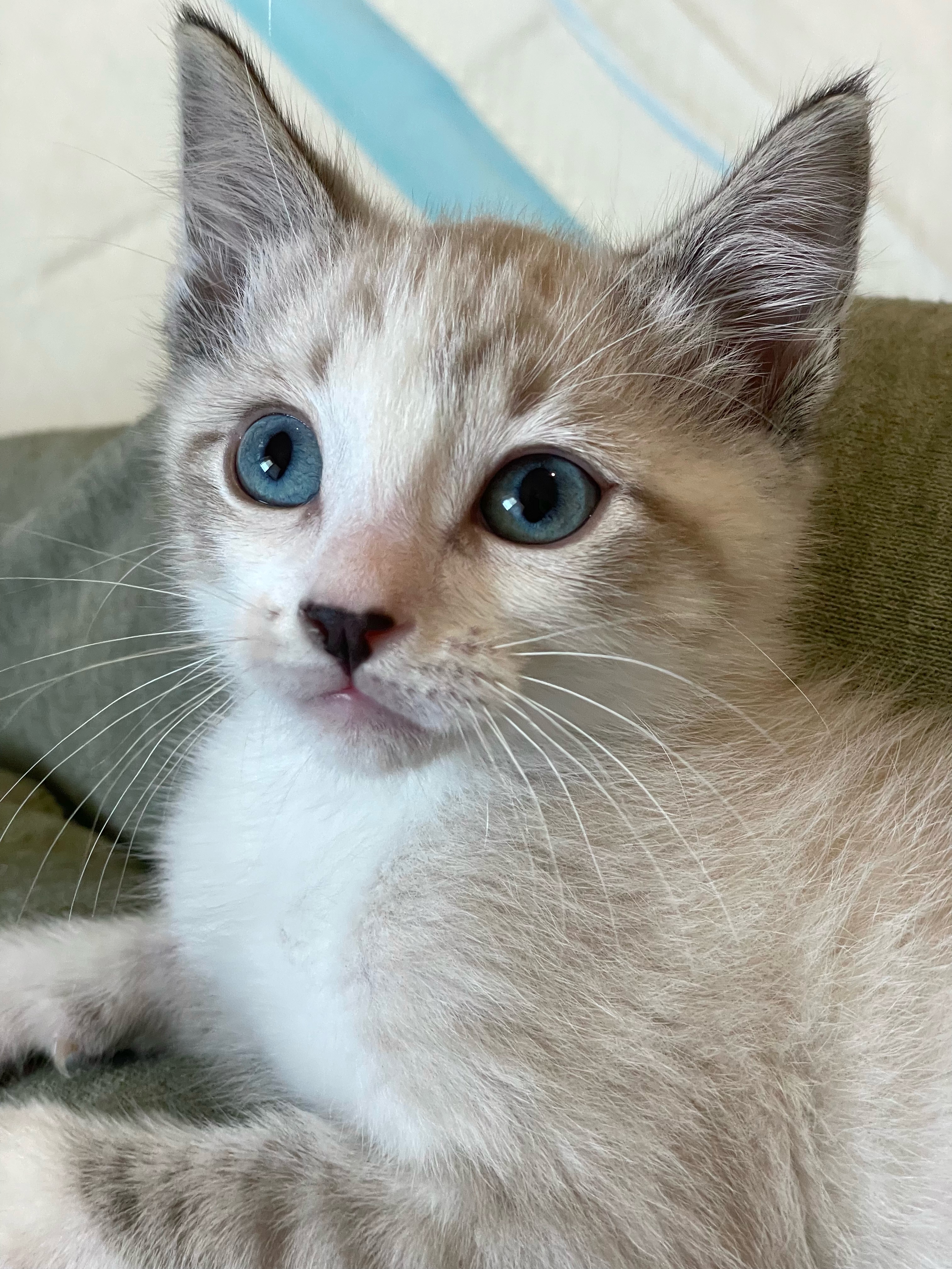 Enlarge Harris  (Bonded with his Siamese brother, Hamish. Paired for adoption), a Adopted mixed breed in Studio City, CA image 2/6