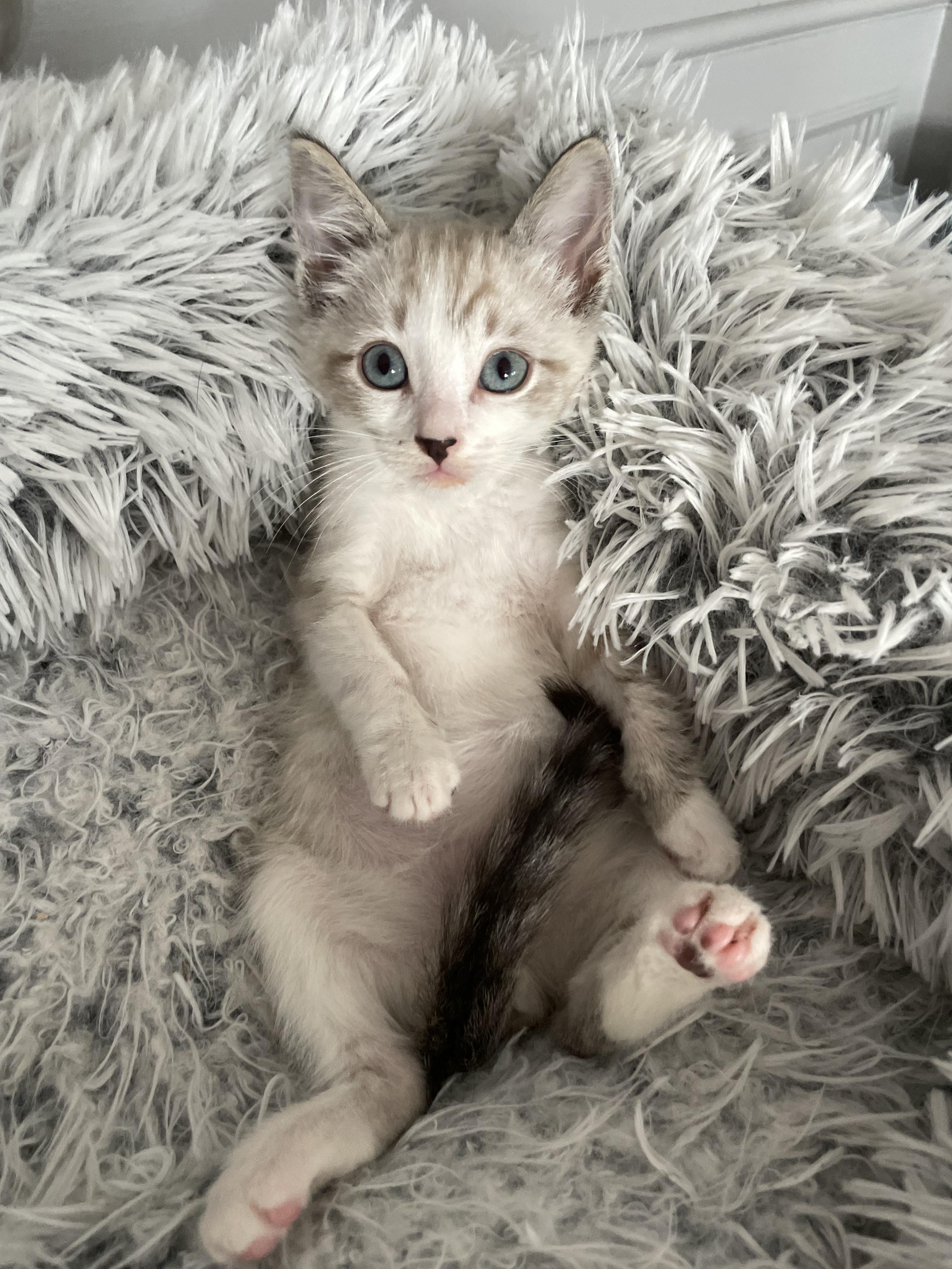 Enlarge Harris  (Bonded with his Siamese brother, Hamish. Paired for adoption), a Adopted mixed breed in Studio City, CA image 5/6