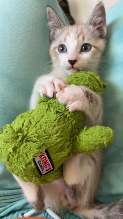 Enlarge Harris  (Bonded with his Siamese brother, Hamish. Paired for adoption), a Adopted mixed breed in Studio City, CA video 6/6
