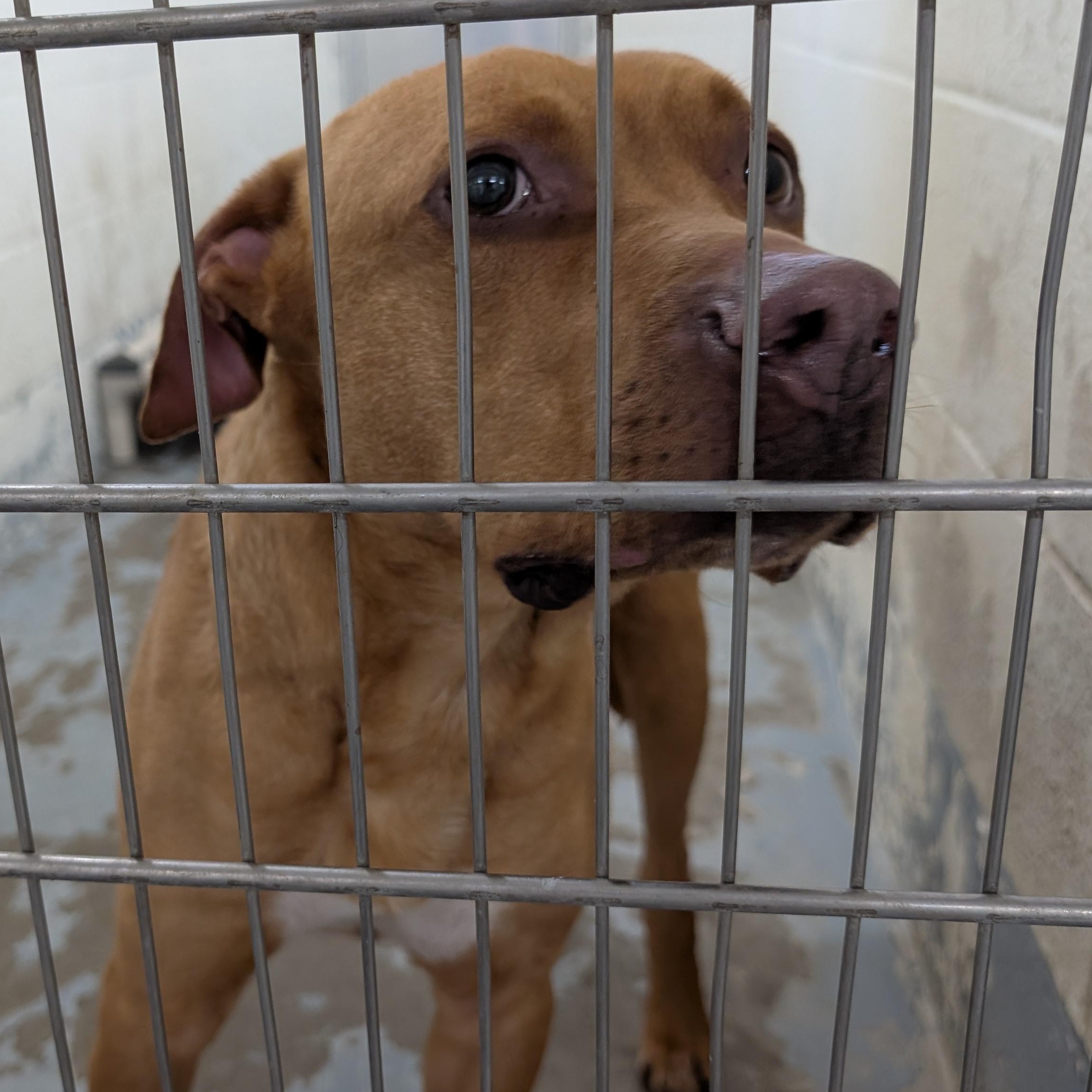 Enlarge 190518 LOOKING FOR OWNER, a ADOPTABLE mixed breed in Ravenna, OH image 2/2