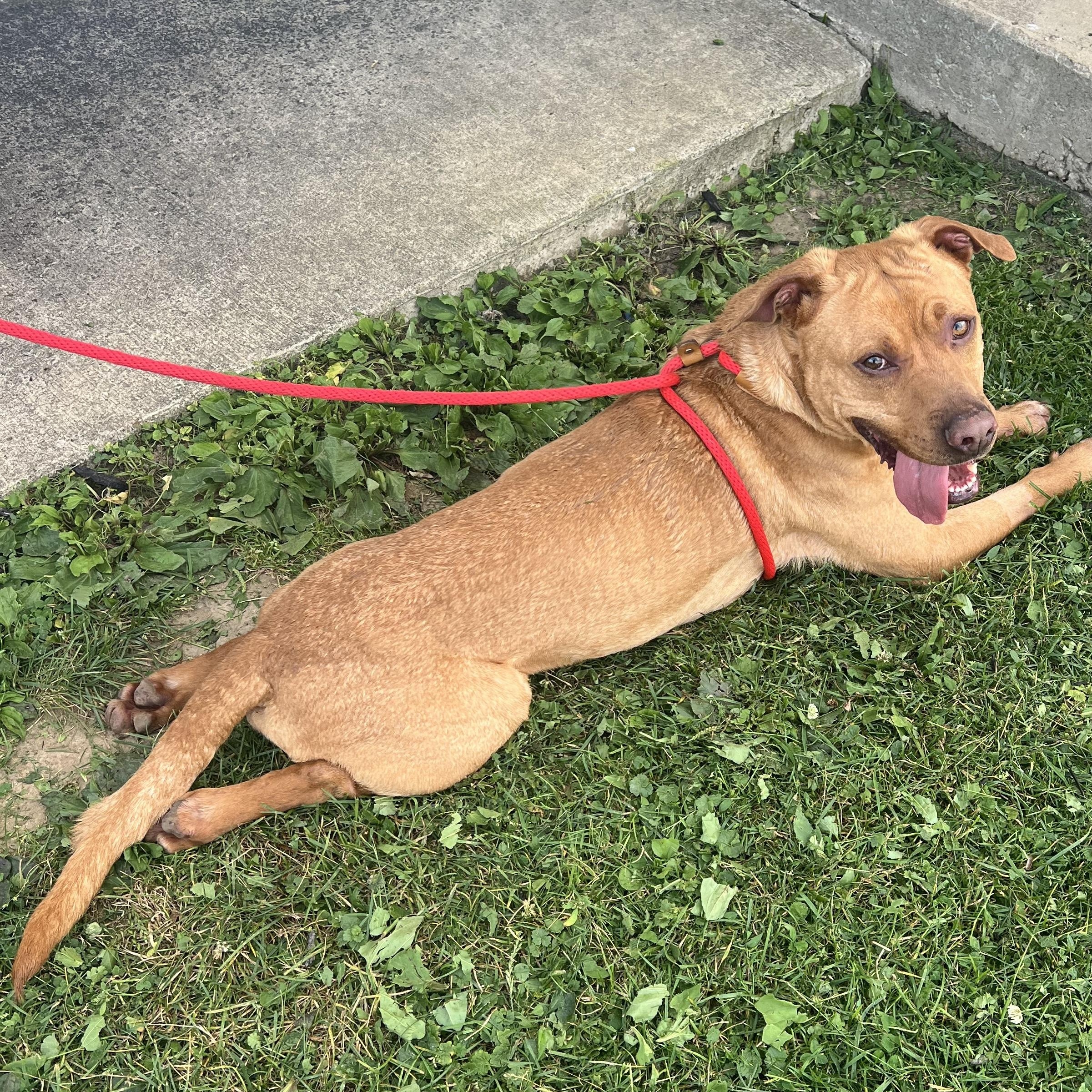 190518 Red, a ADOPTABLE mixed breed in Ravenna, OH image 1/6