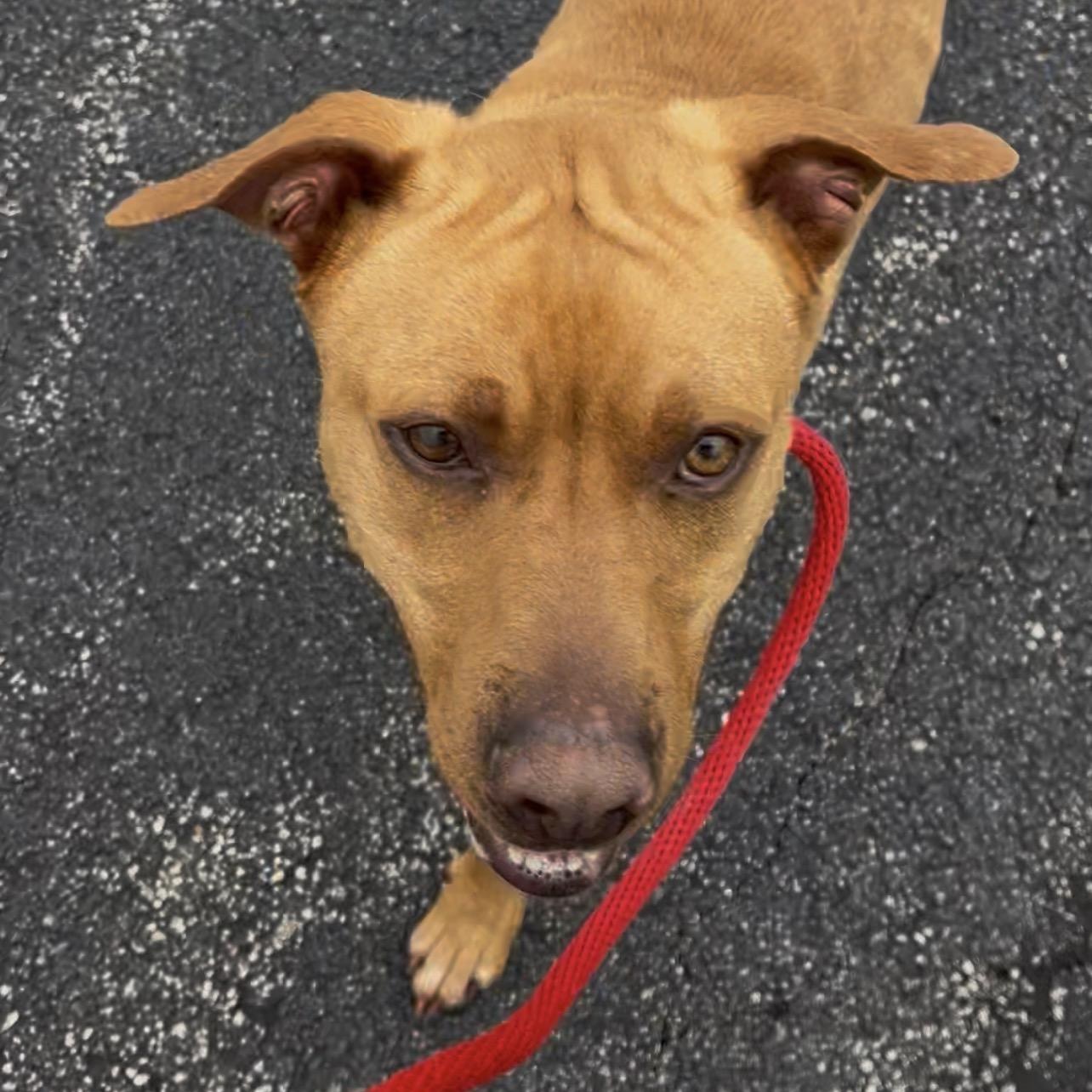 190518 Red, a ADOPTABLE mixed breed in Ravenna, OH image 2/6