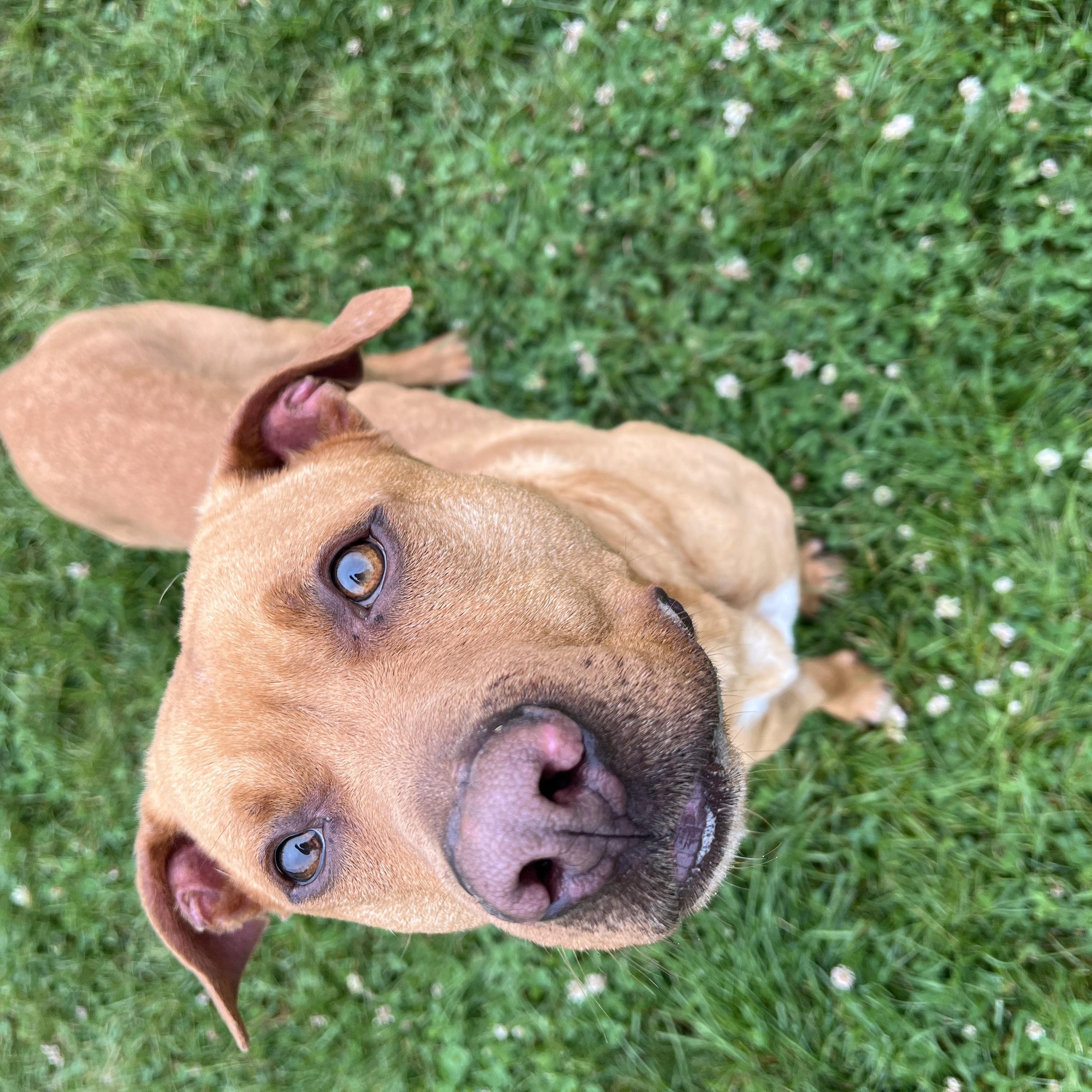 190518 Red, a ADOPTABLE mixed breed in Ravenna, OH image 3/6