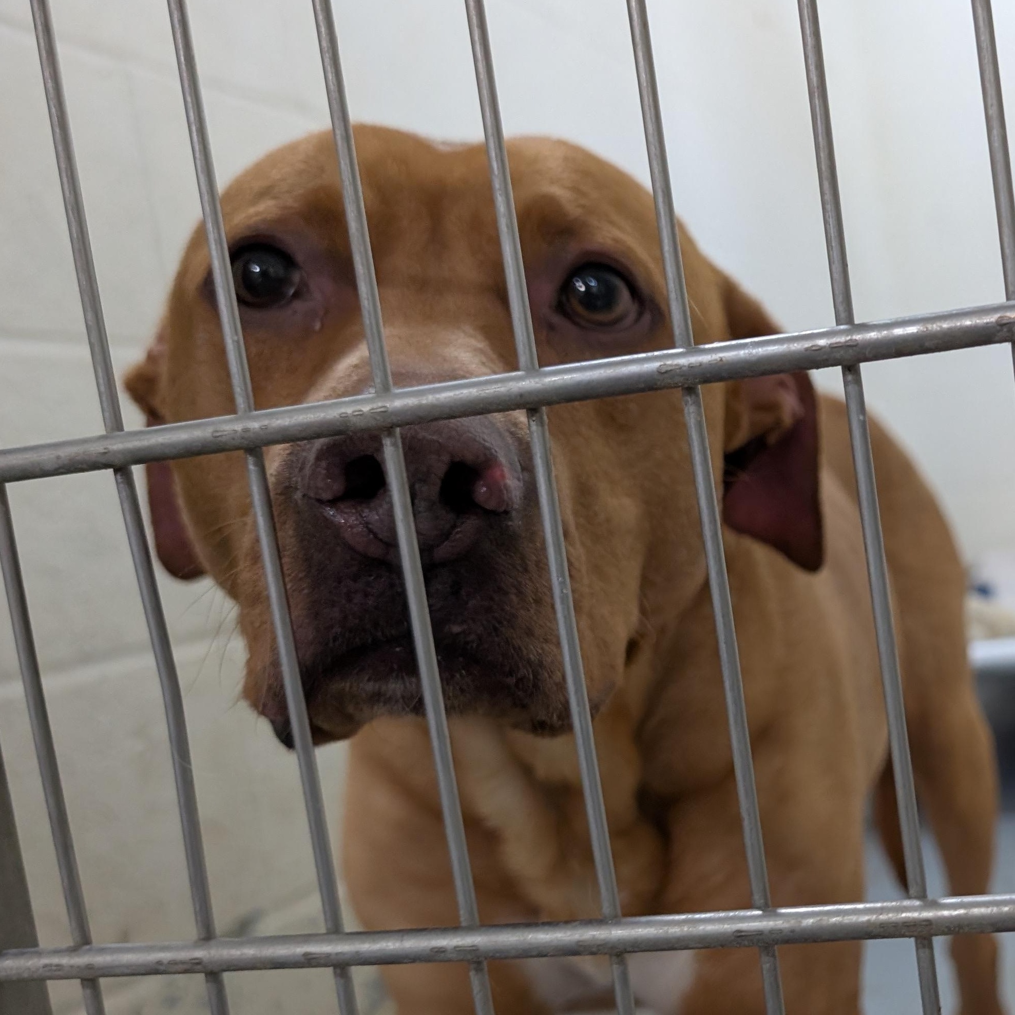 190518 LOOKING FOR OWNER, ADOPTABLE, Adult Male Pit Bull Terrier.