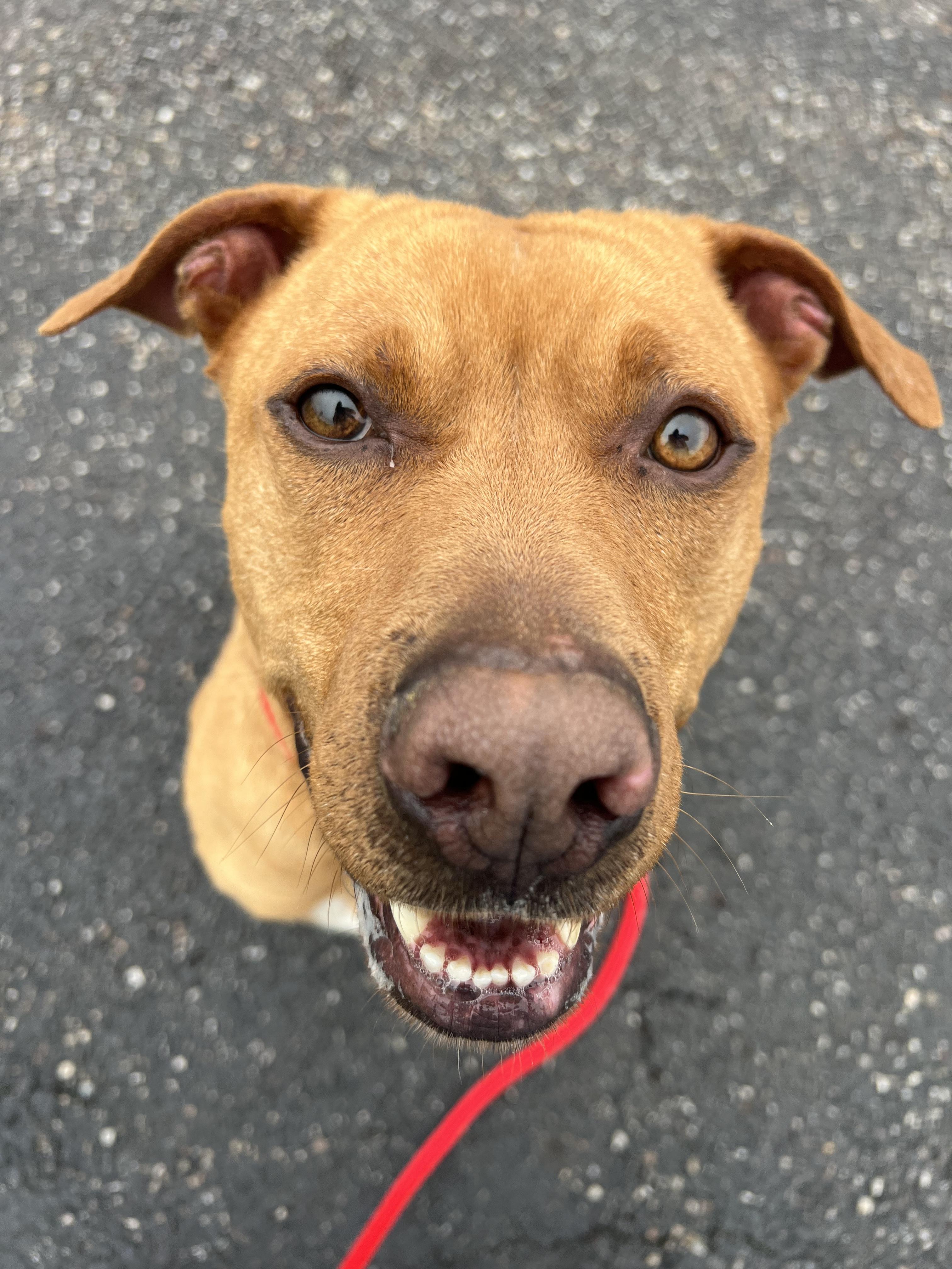 190518 Red, a ADOPTABLE mixed breed in Ravenna, OH image 4/6