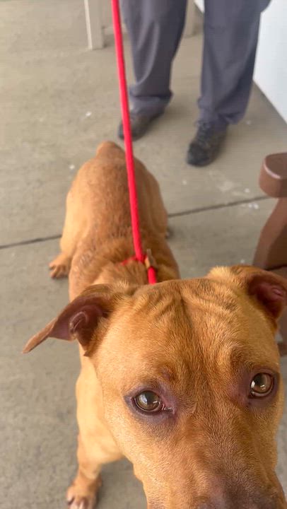 Enlarge 190518 Red, a ADOPTABLE mixed breed in Ravenna, OH video 6/6