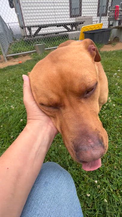 Enlarge 190518 Red, a ADOPTABLE mixed breed in Ravenna, OH video 5/6