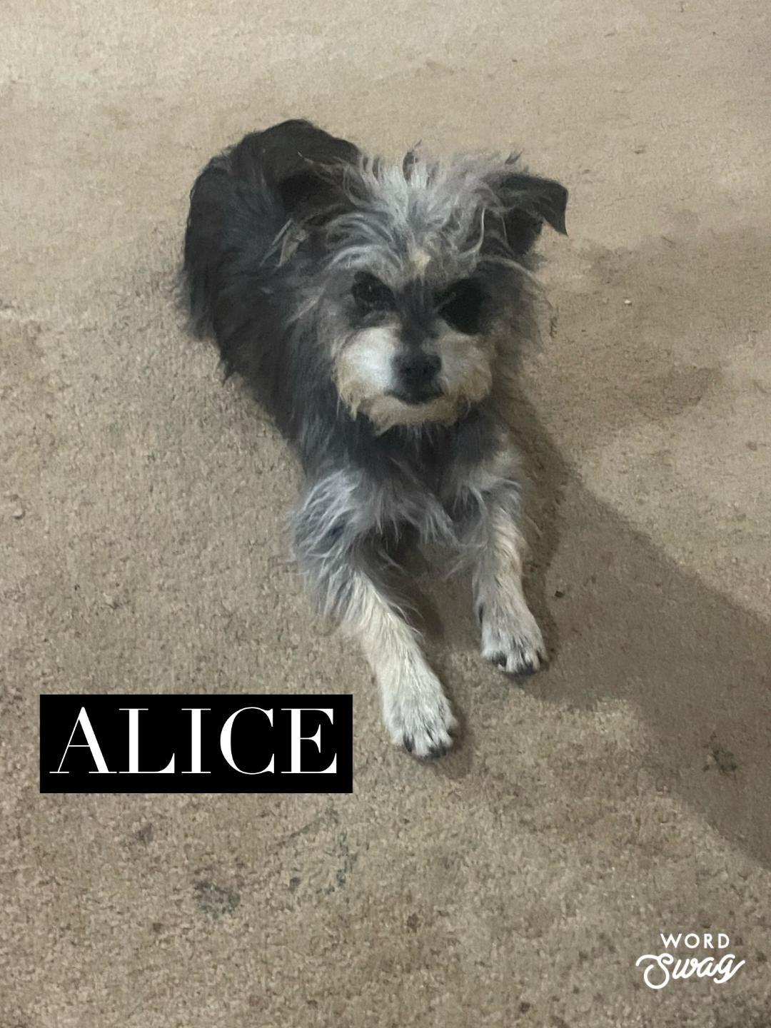Alice, adopted, Young Female Shih Tzu & Chiweenie.