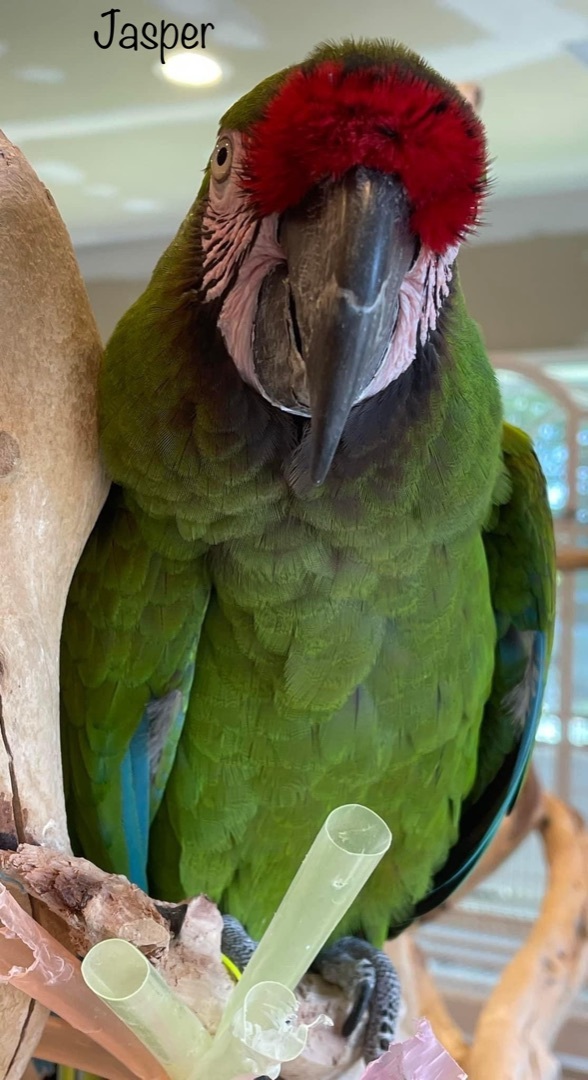 Jasper, Adopted, Adult Male Macaw.