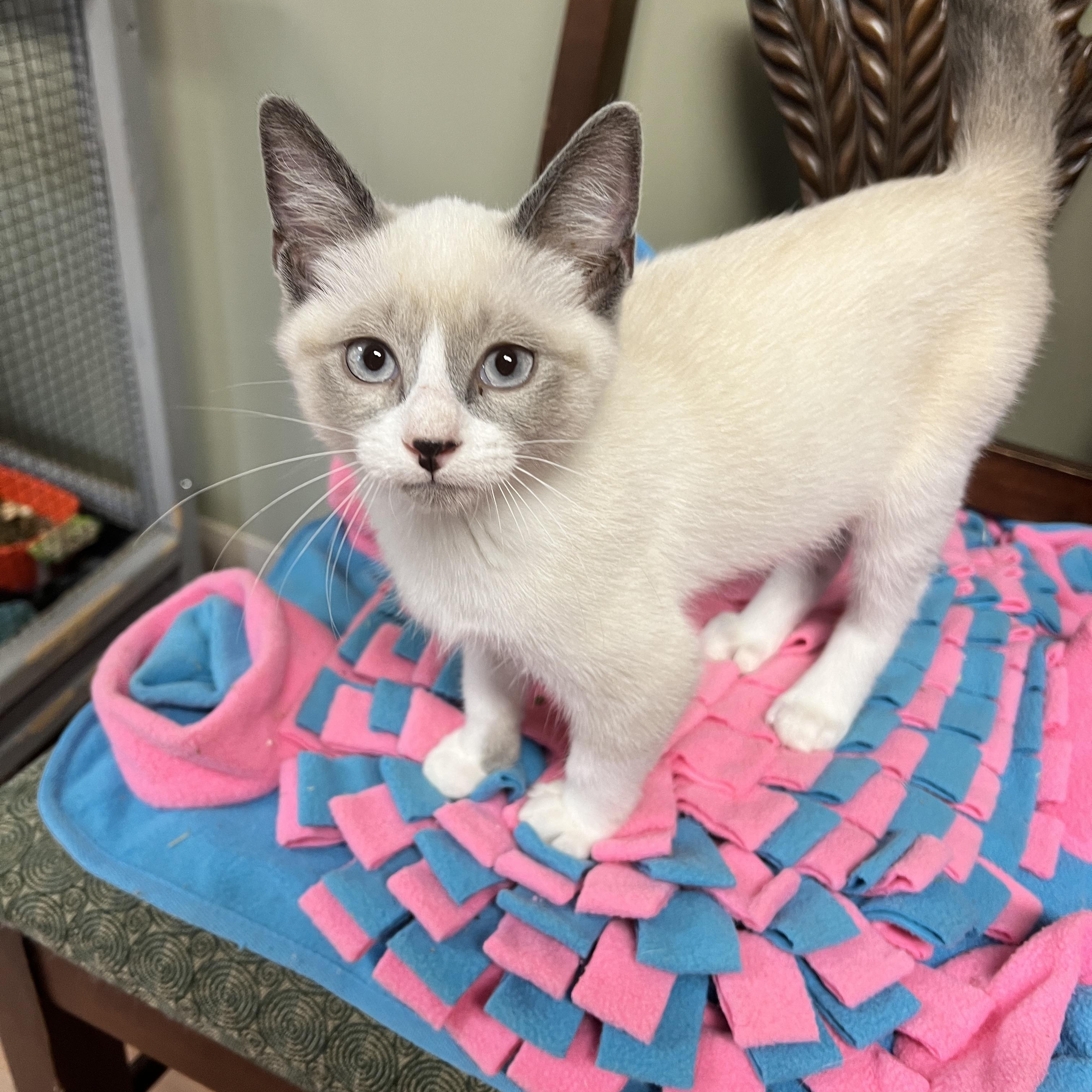Juno, adopted, Young Male Siamese.