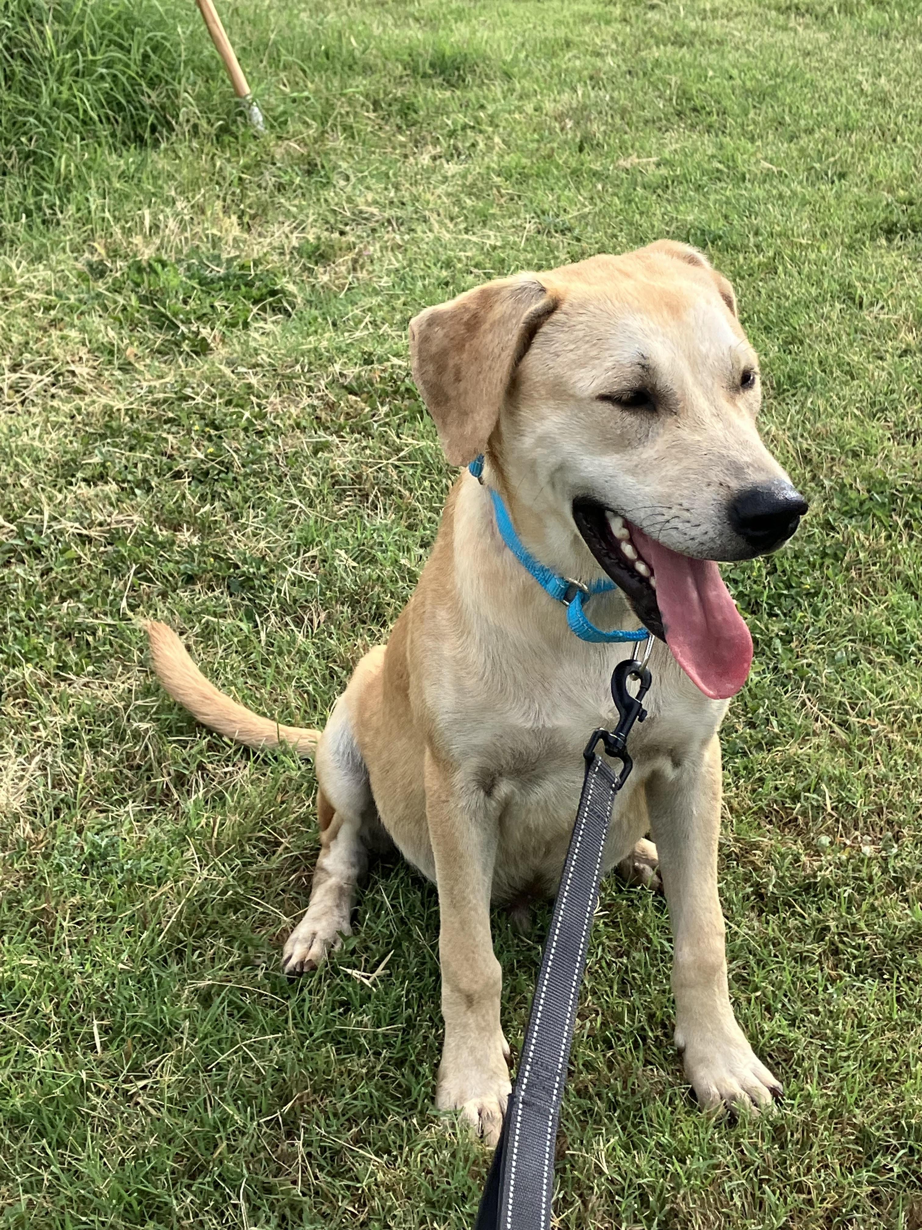 MARTY-Magnificent Man, Adult Male Yellow Labrador Retriever