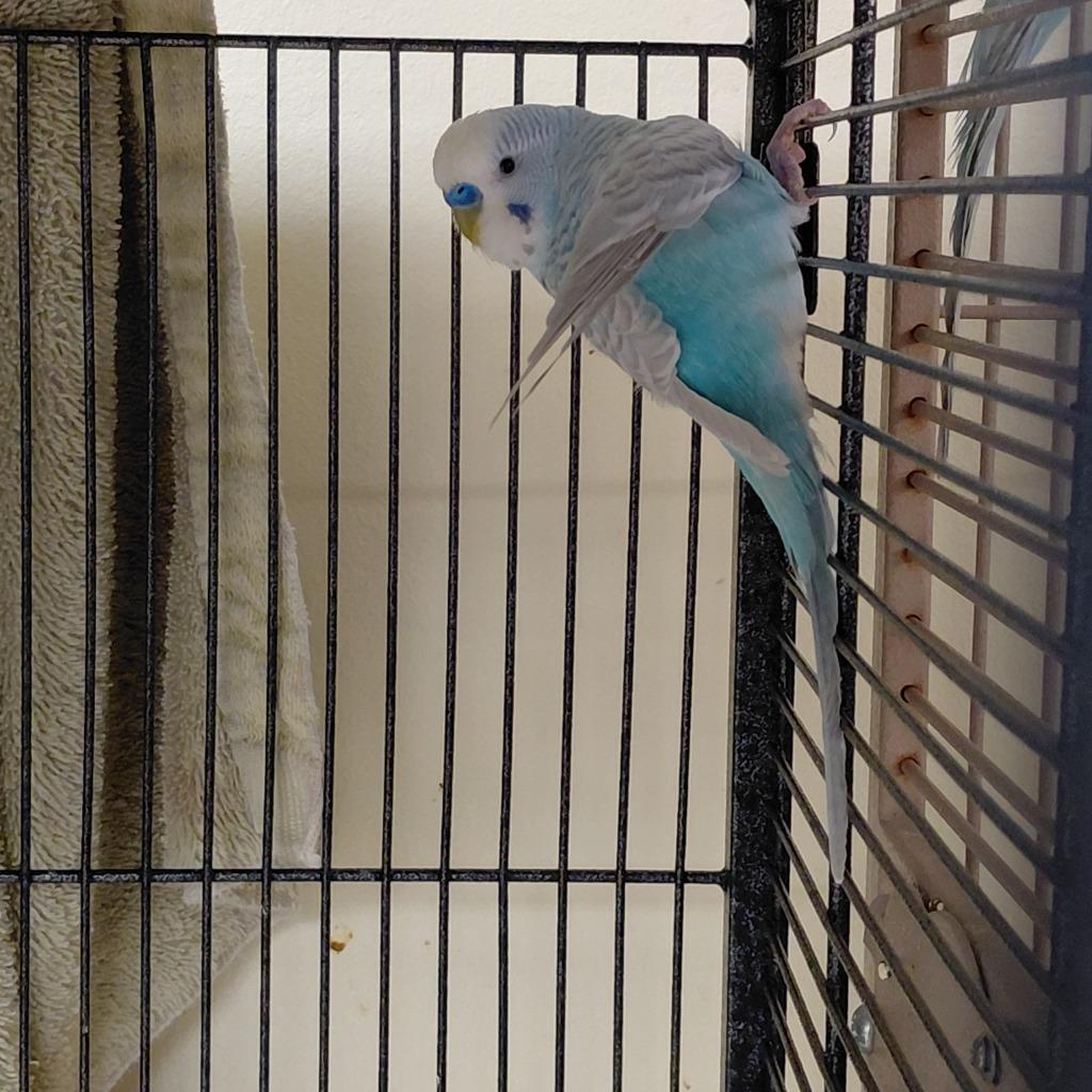 31, Adoptable, Young Male Parakeet (Other).