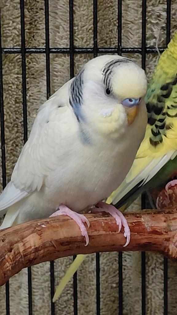 Enlarge Pale yellow, a Adoptable Parakeet (Other) in Cincinnati, OH image 1/1