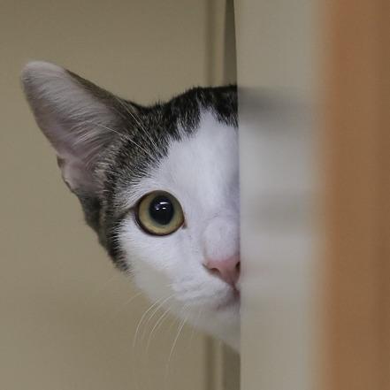 Chuckles — thumbnail 2