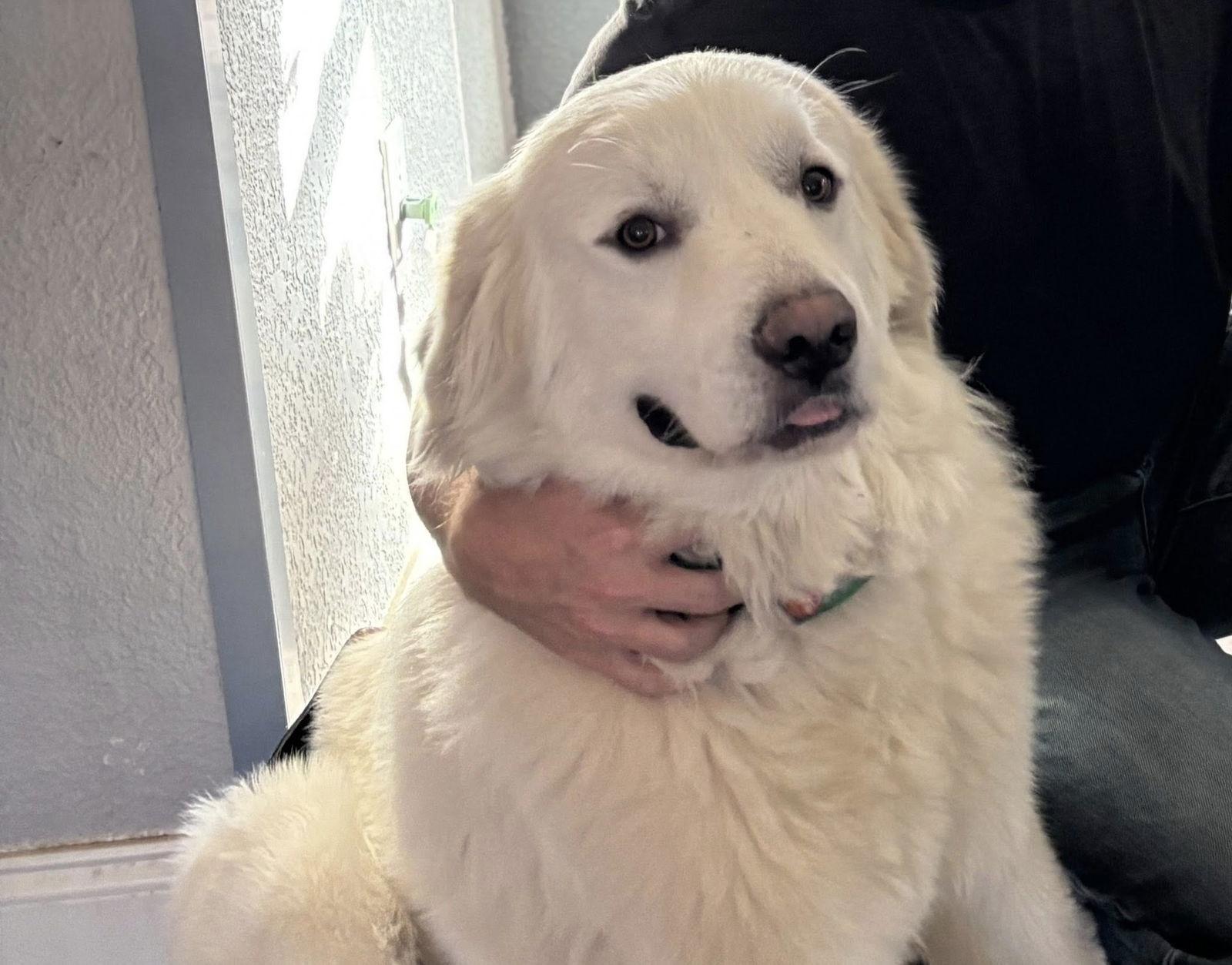 Enlarge Aspen, a Adoptable Great Pyrenees in Garland, TX image 1/3
