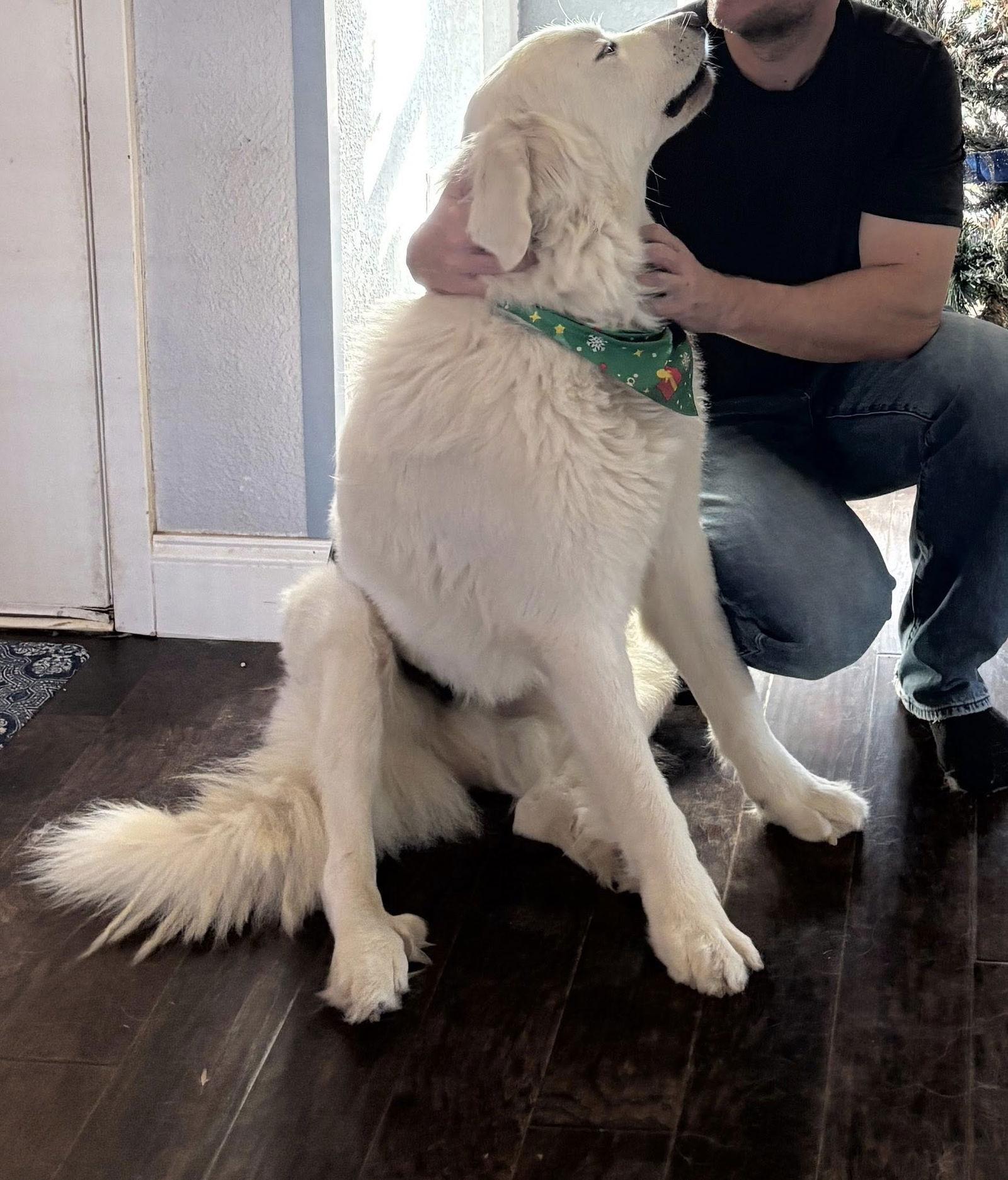 Enlarge Aspen, a Adoptable Great Pyrenees in Garland, TX image 2/3