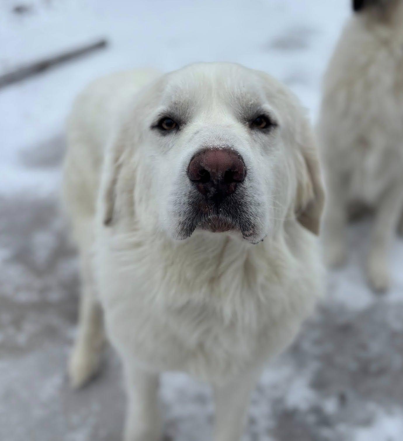 Enlarge Aspen, a Adoptable Great Pyrenees in Garland, TX image 3/3