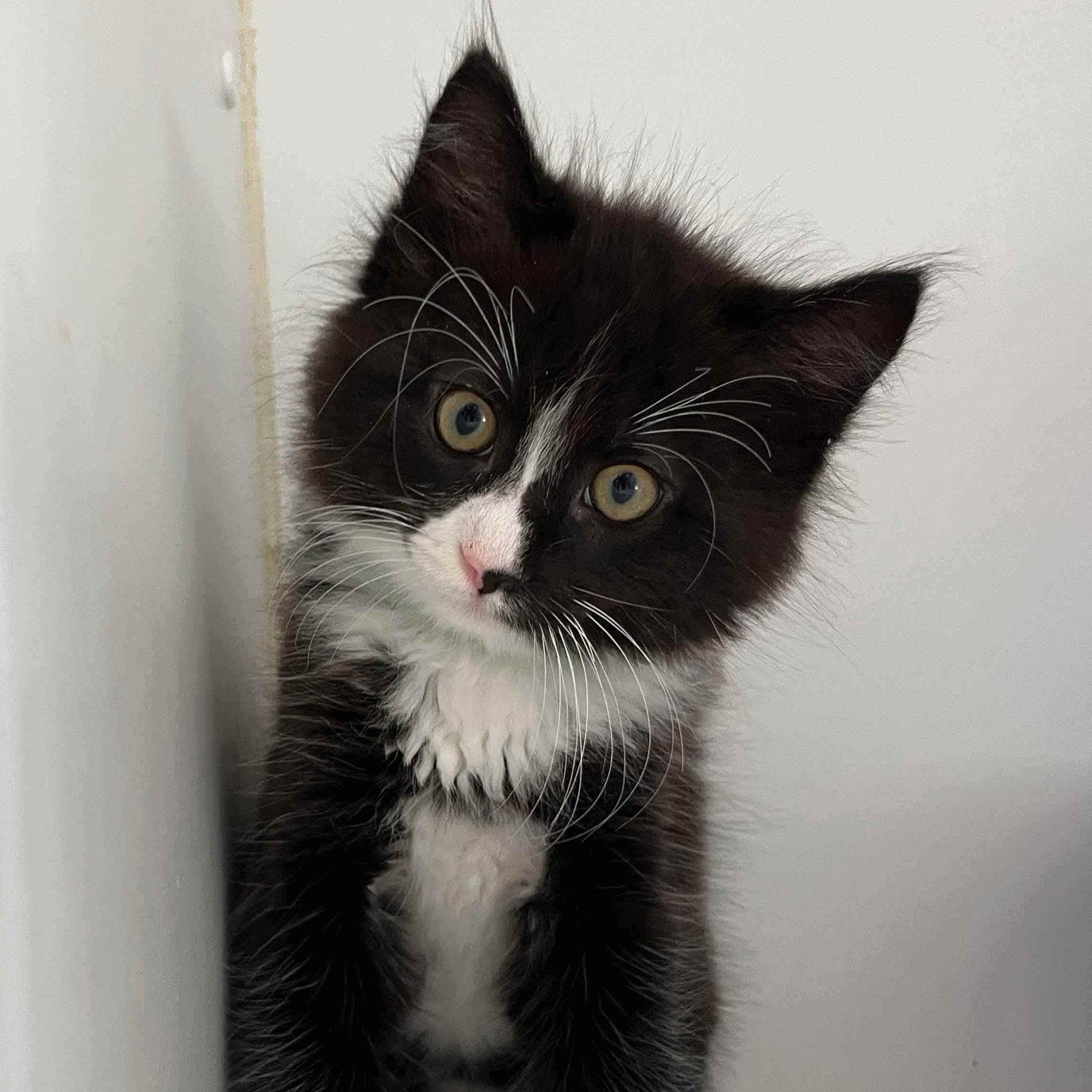 Enlarge Louie, a Adopted Domestic Medium Hair in Oakland, CA image 1/1