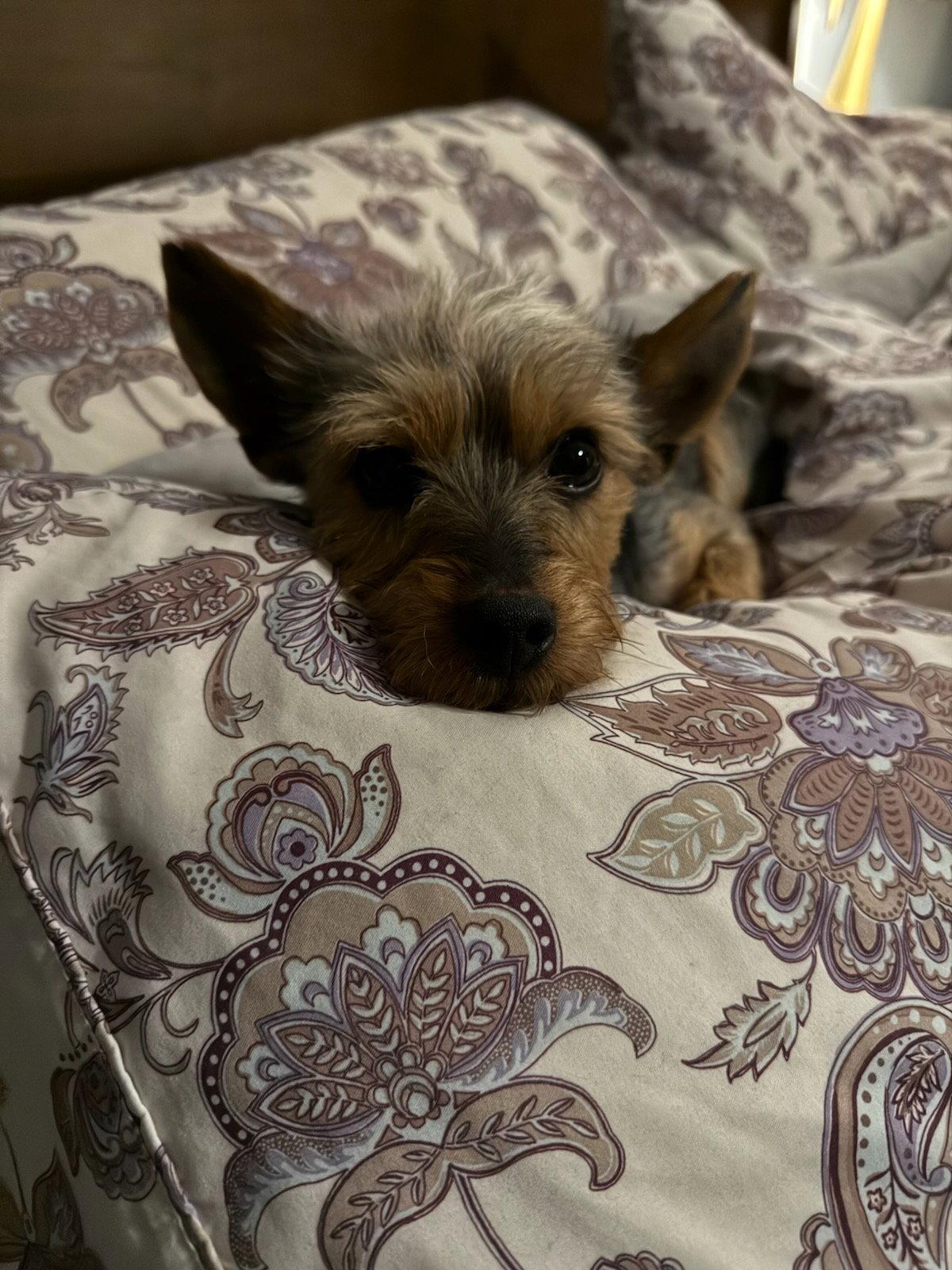 Woodstock, Adopted, Adult Male Yorkshire Terrier & Schnauzer.