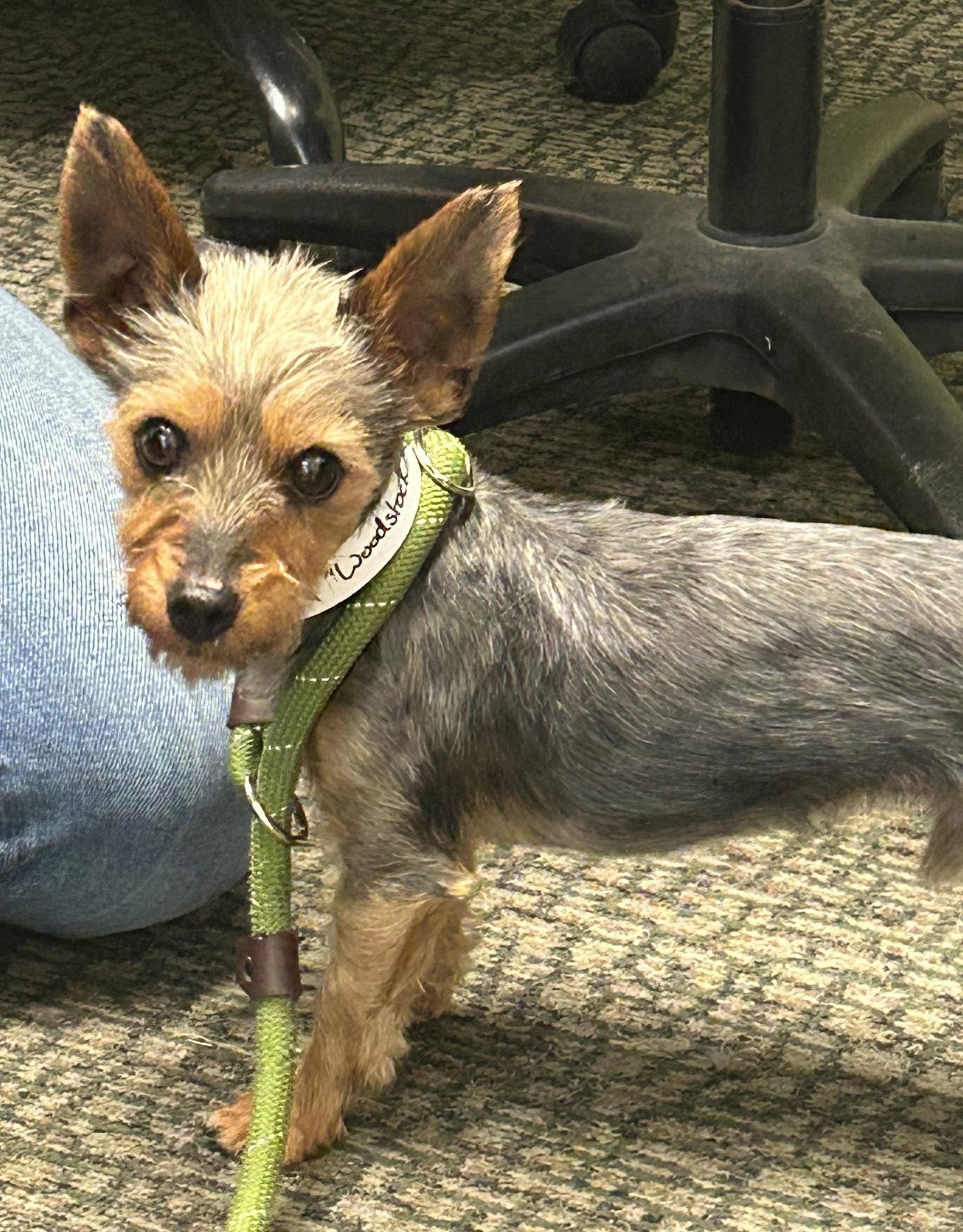 Enlarge Woodstock, a Adopted mixed breed in Fort Collins, CO image 2/3