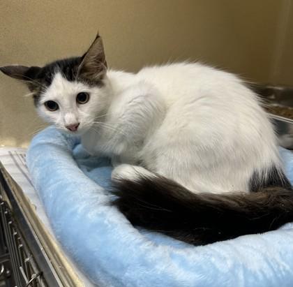 Enlarge Snowball, a Adopted Domestic Medium Hair in Converse, TX image 1/1