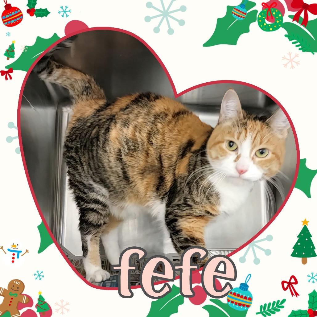 Enlarge Fefe, a Adoptable Domestic Short Hair in Wheeling, IL image 1/6