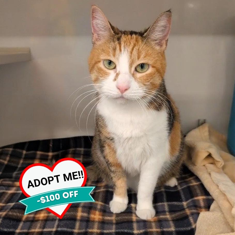 Enlarge Fefe, a Adoptable Domestic Short Hair in Wheeling, IL image 2/6