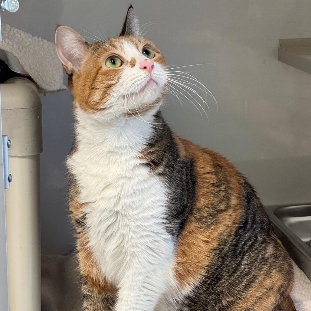 Enlarge Fefe, a Adoptable Domestic Short Hair in Wheeling, IL image 2/6