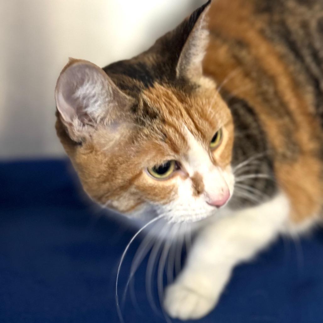 Enlarge Fefe, a Adoptable Domestic Short Hair in Wheeling, IL image 3/6