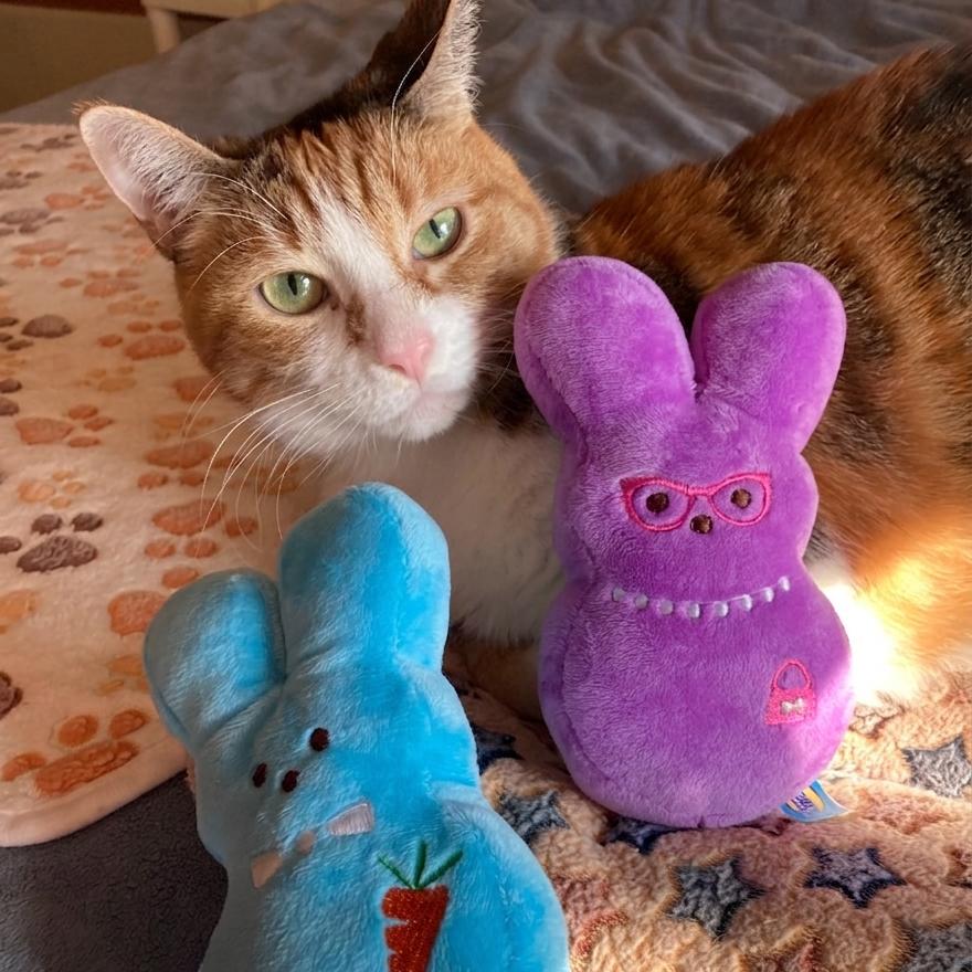 Enlarge Fefe, a Adoptable Domestic Short Hair in Wheeling, IL image 4/6