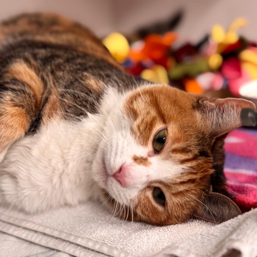 Enlarge Fefe, a Adoptable Domestic Short Hair in Wheeling, IL image 4/6