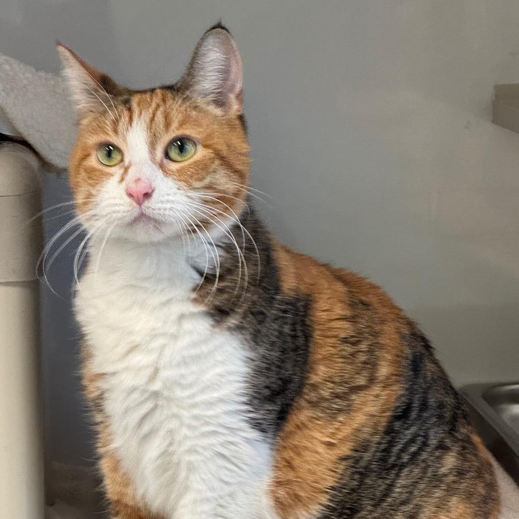 Enlarge Fefe, a Adoptable Domestic Short Hair in Wheeling, IL image 4/6